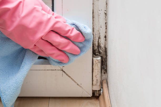 Best Bathroom Mold Remediation in Ridgway, CO